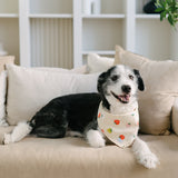 Dog wearing a bandana sitting on a beige couch in a living room.