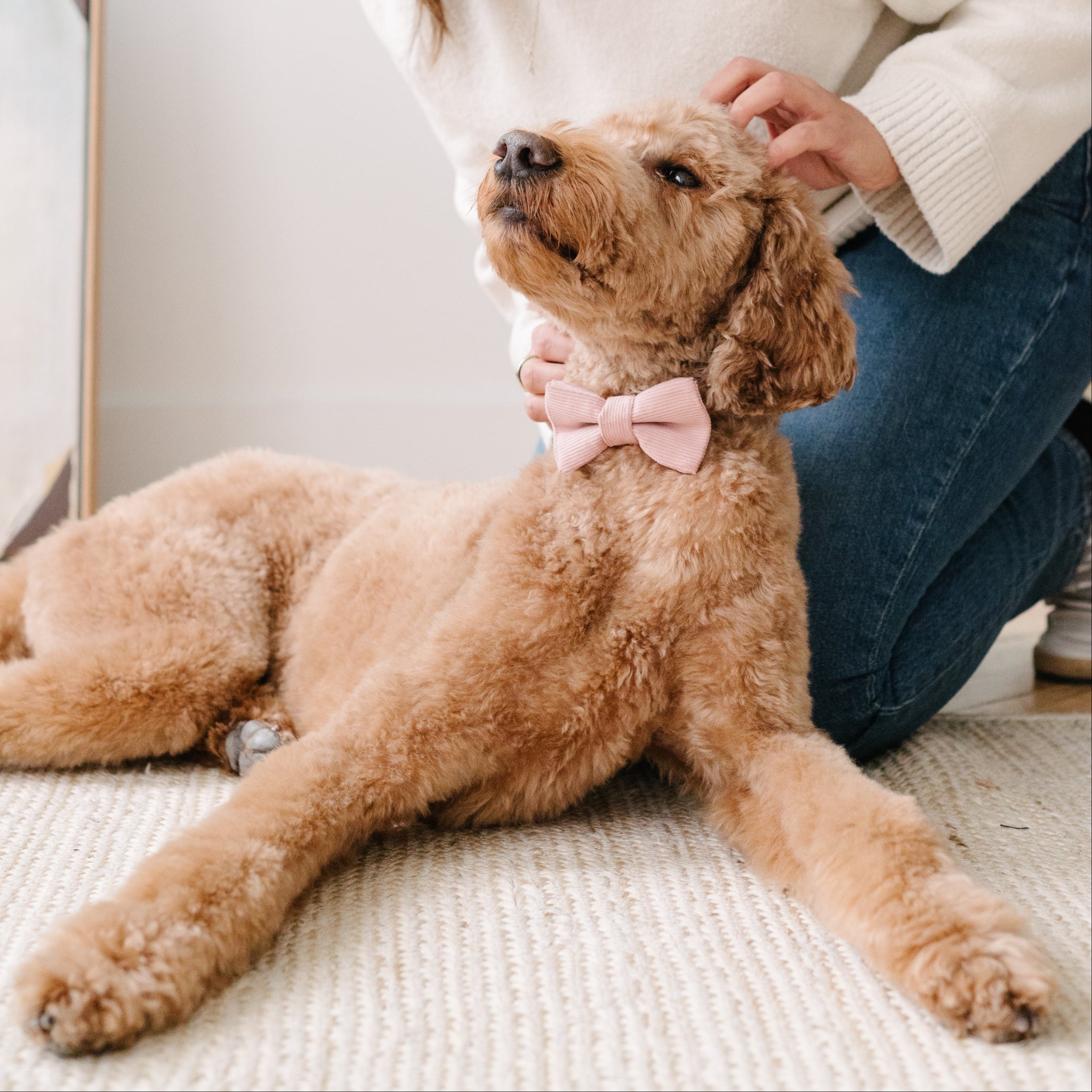 rose pink corduroy dog collar with bow 