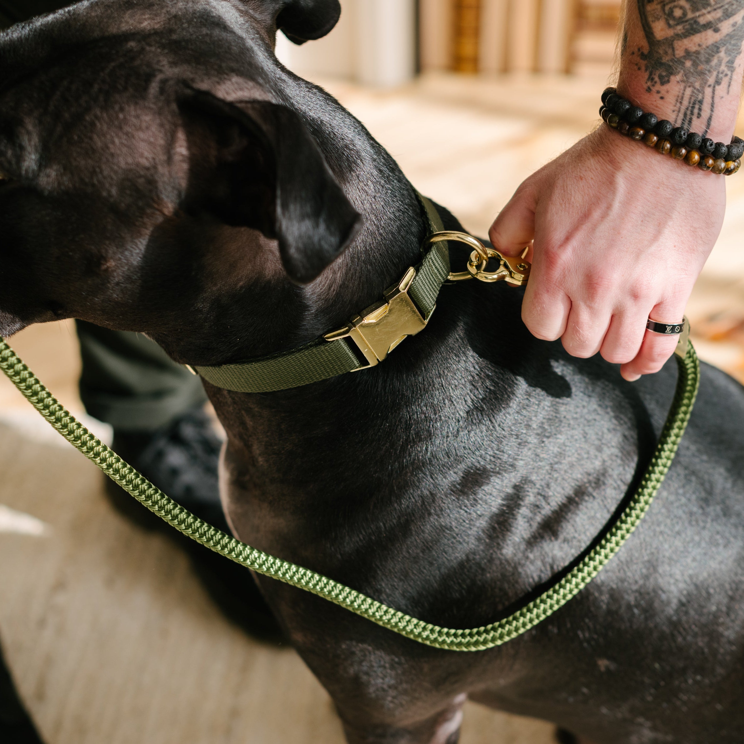 olive dog collar with matching rope leash