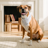 Dog wearing a bandana sitting in front of a fireplace.