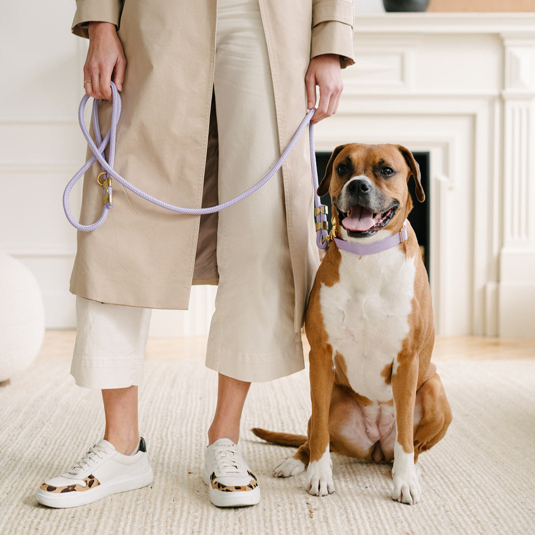 dog with lilac collar and matching rope leash