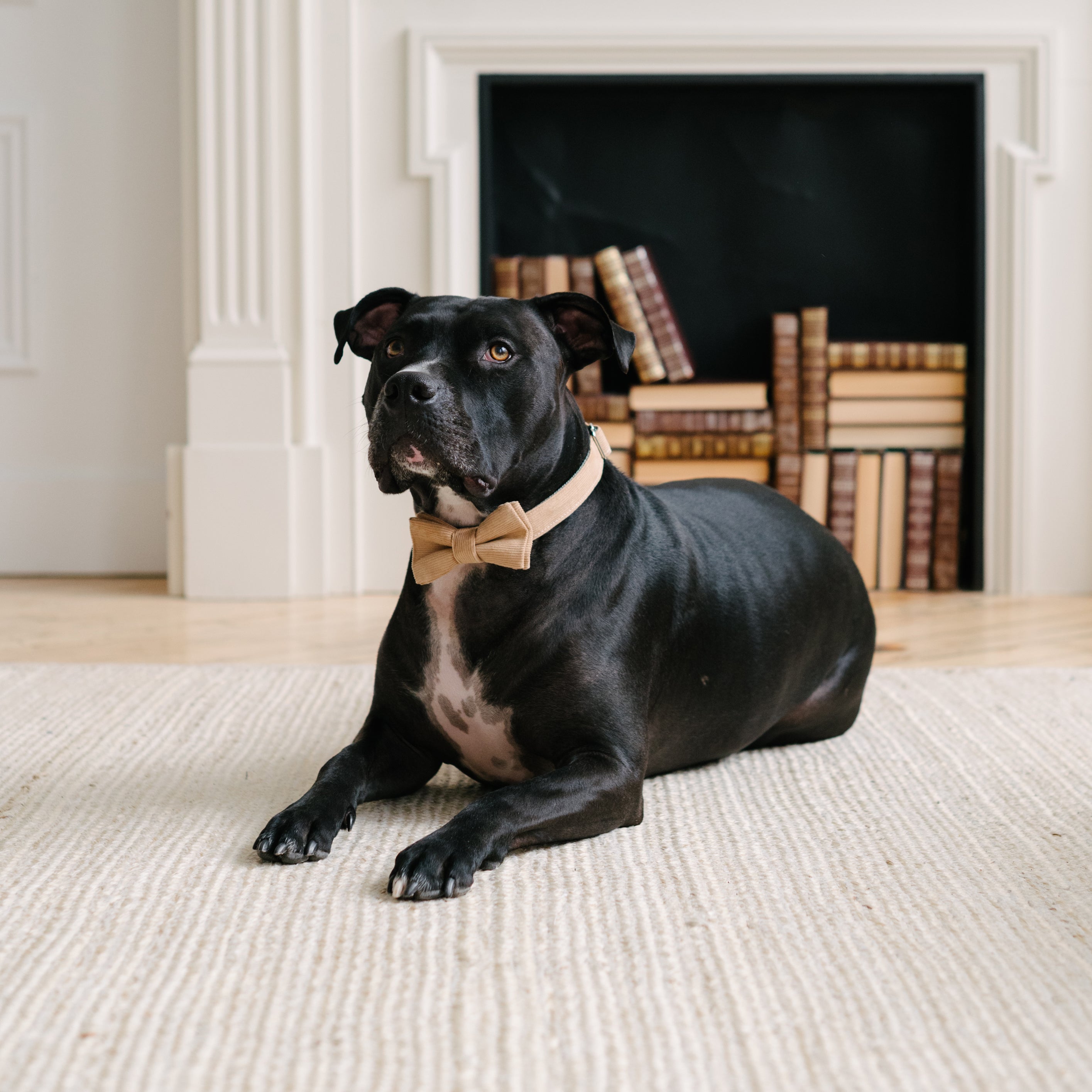 brown corduroy dog collar on a black dog