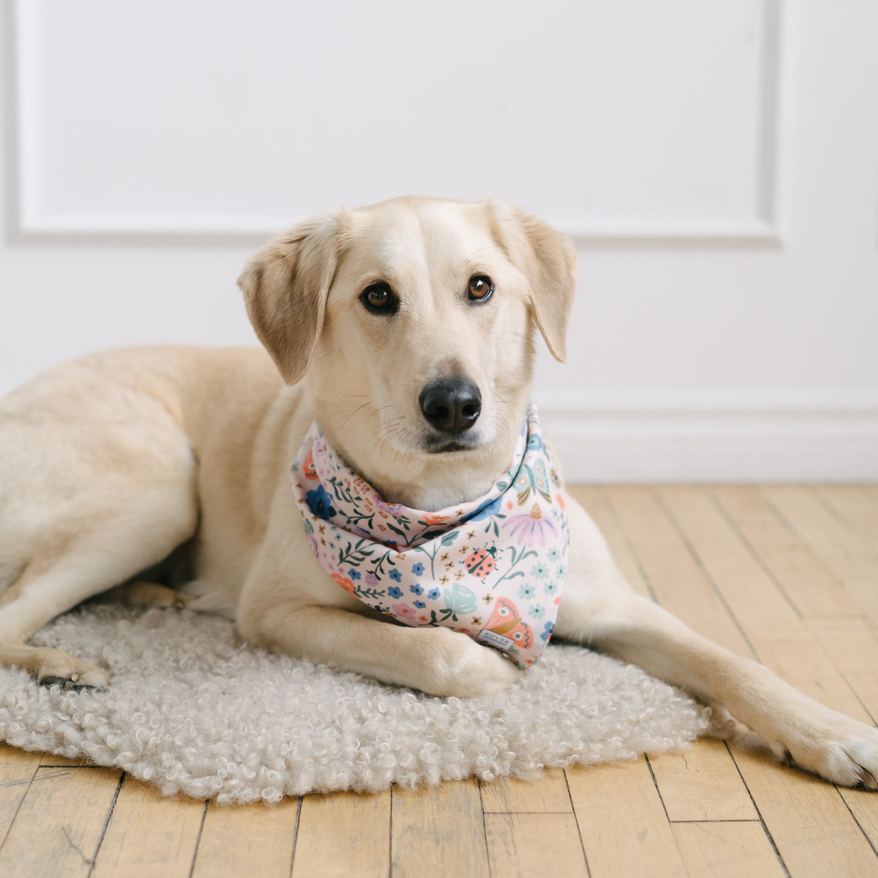 butterfly dog bandana
