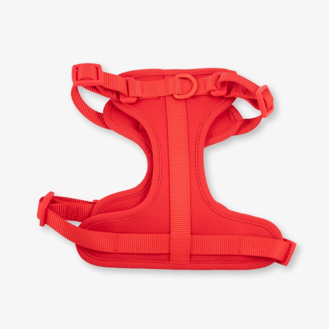 red dog harness