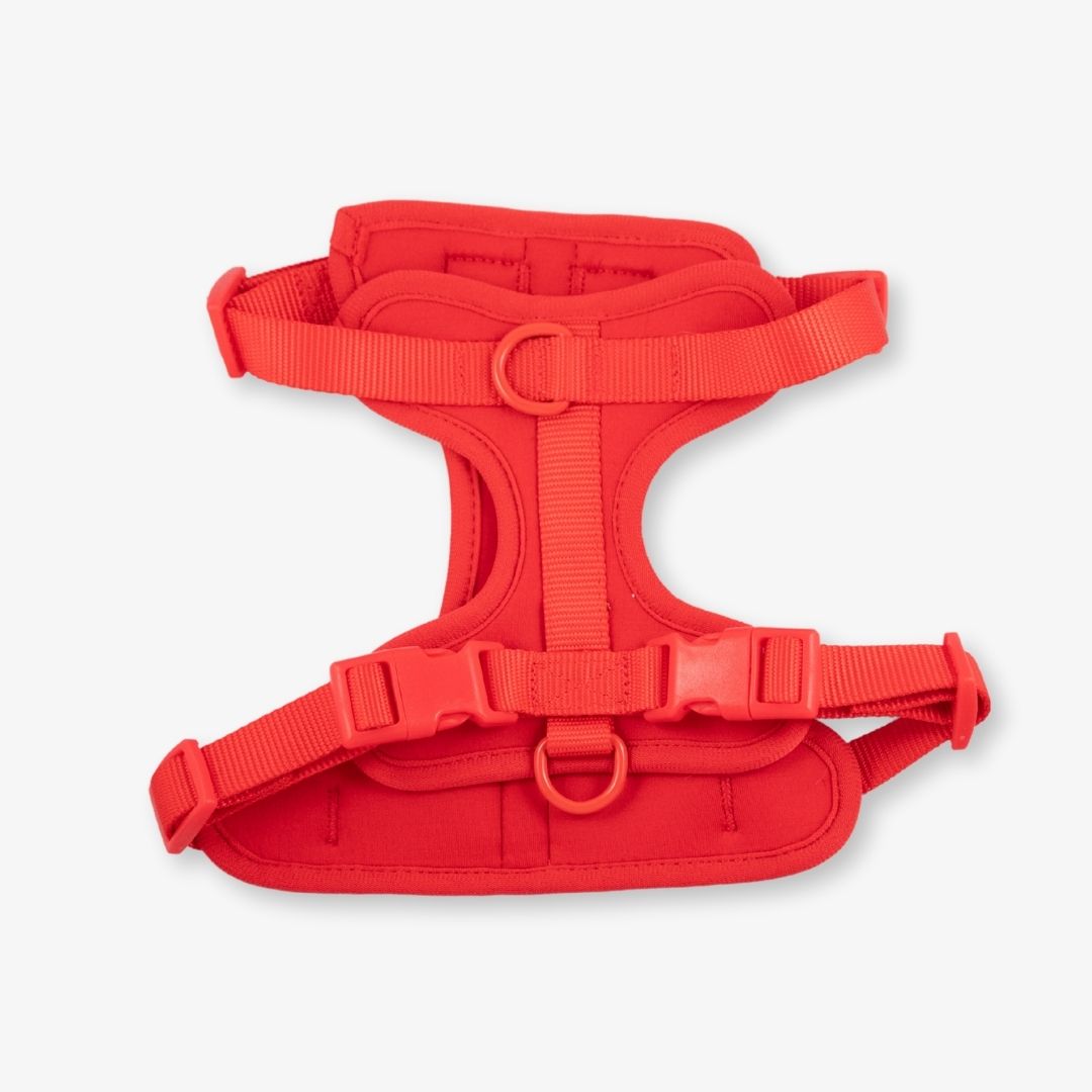 red dog harness