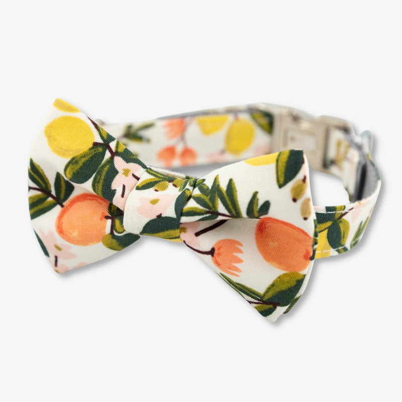 citrus bow tie dog collar