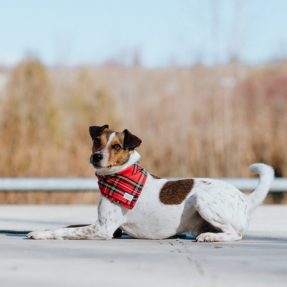 red plaid dog bandana