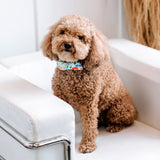 rifle paper co bow tie dog collar