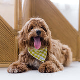 lime gingham dog bandana on a doodle dog
