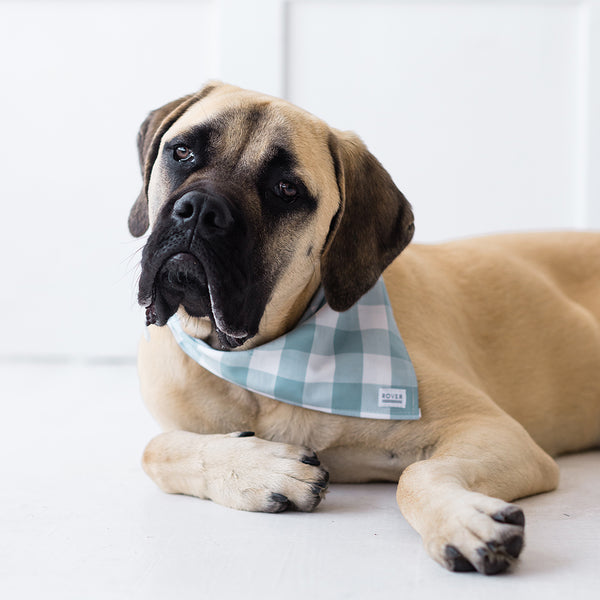 blue check dog bandana on dog