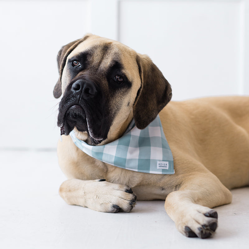 blue check dog bandana on dog