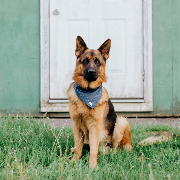 Cape cod dog sales collar