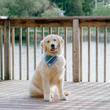 blue plaid dog bandana