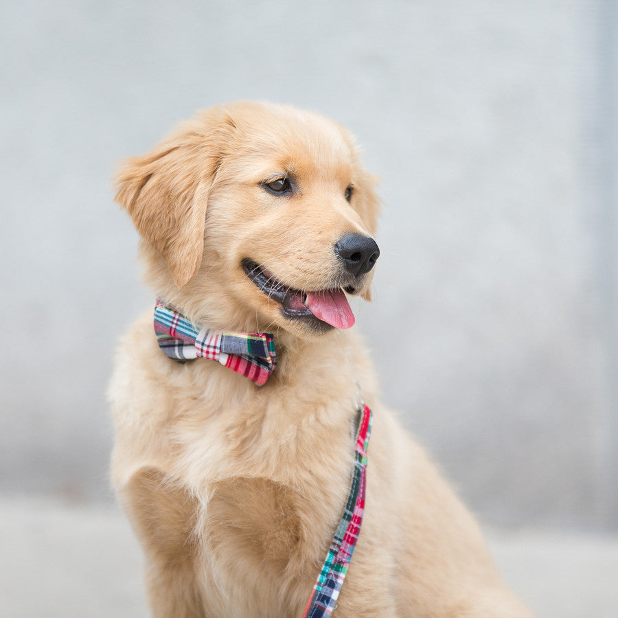 Ivy Bow Tie Dog Collar The Rover Boutique M