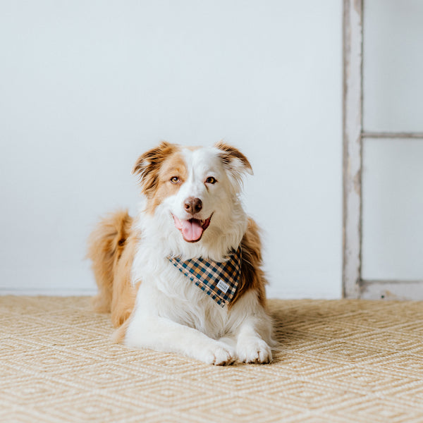 brown plaid dog bandana