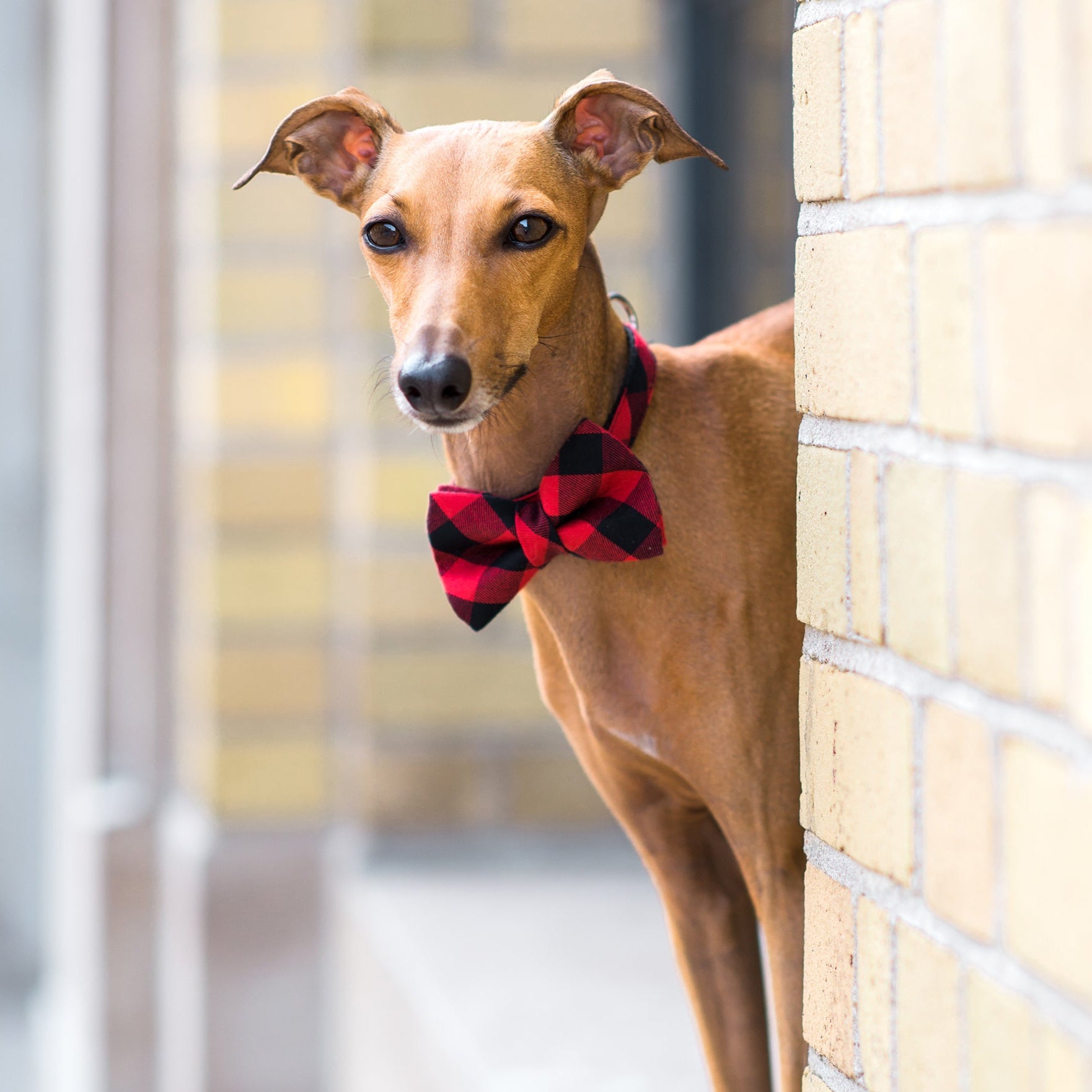 Bow Tie Dog Collar Buffalo Plaid