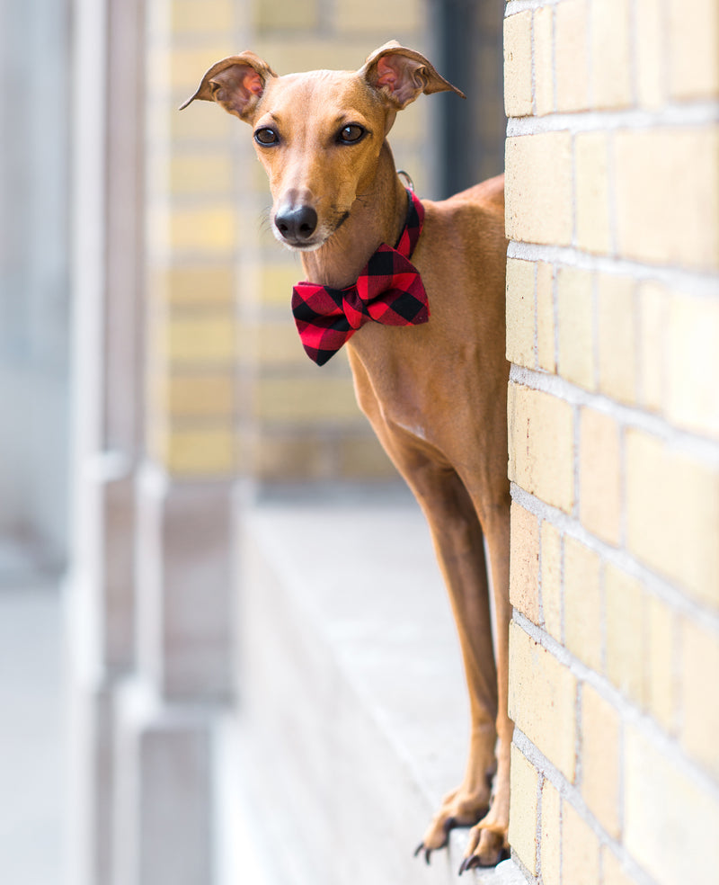 Buffalo plaid 2024 dog bow tie