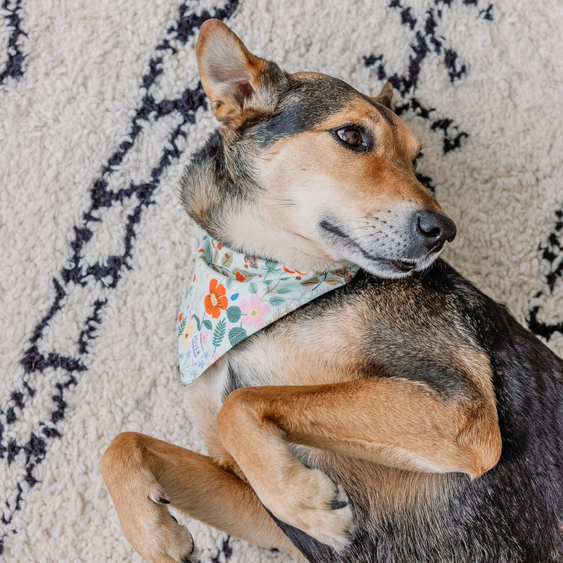floral dog bandana canada