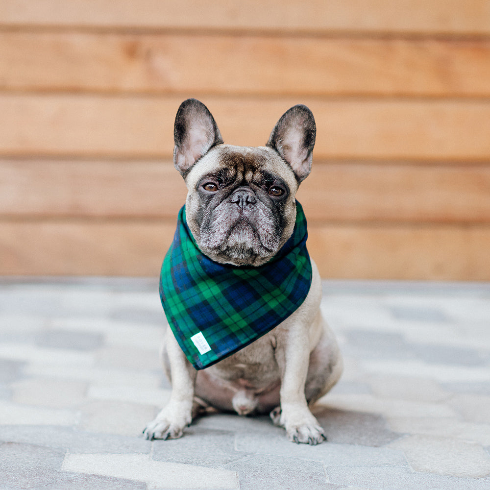 green tartan dog bandana on a frenchie