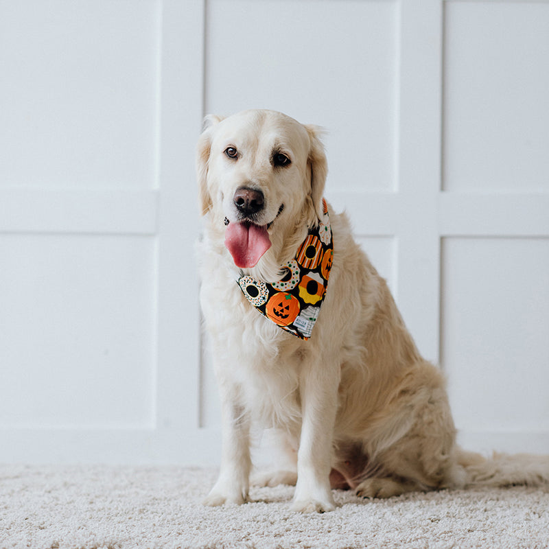 Halloween dog bandana