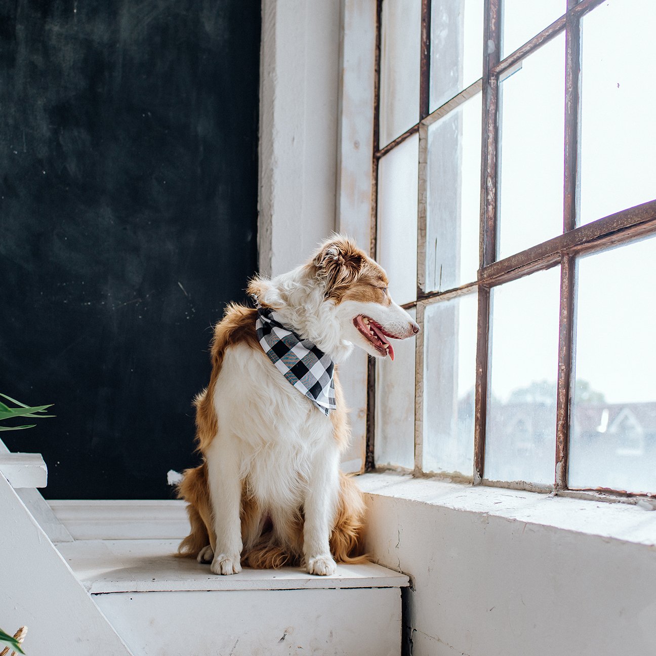 black and white check dog bandana