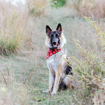 red check dog bandana