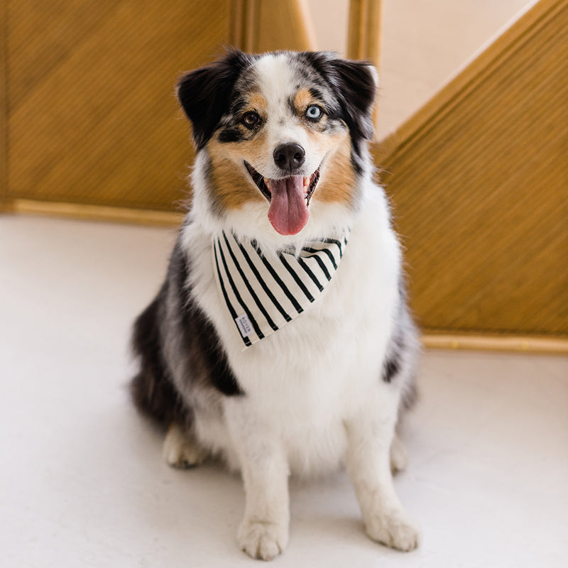 black and white stripe dog bandana