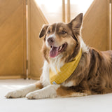 yellow plaid dog bandana